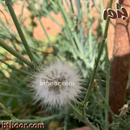 بذور العضيد - متجر بذور الزراعي