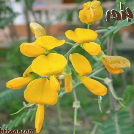 بذور السيسبان-متجر بذور الزراعي