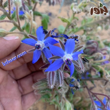 بذور خبز النحل - لسان الثور ( جملة )