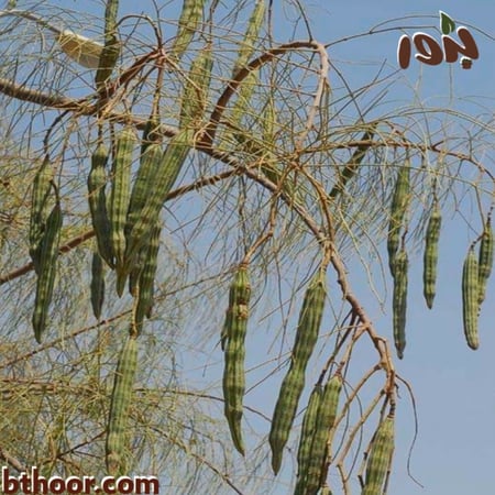 بذور اليسر أو البان العربي (Moringa Peregrina)