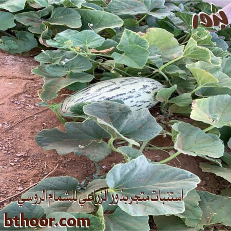 صور شمام روسي