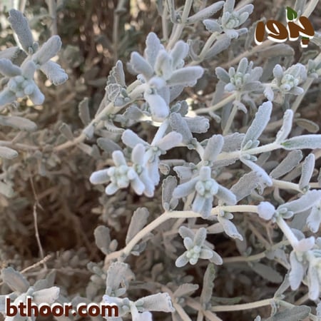 بذور الجعد جمله-متجر بذور الزراعي