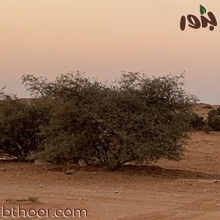 شجرة السدر البري