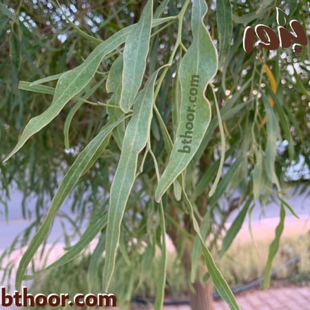 اوراق شجرة السنط الملحي-متجر بذور الزراعي