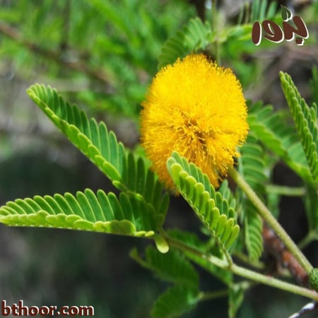 صورة زهرة طلح الفتنة