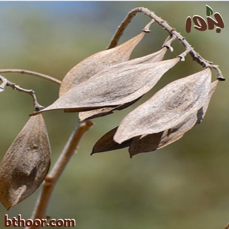 صورة قرون بذور البونسيانا الصفرة