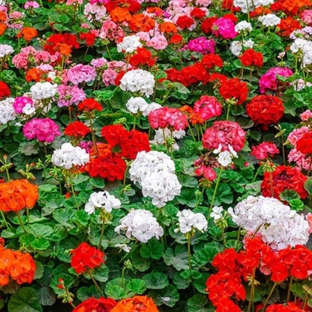 ‫بذور زهرة الجيرانيوم ( geranium palladium )