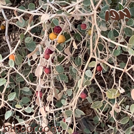 ثمار السدر البري