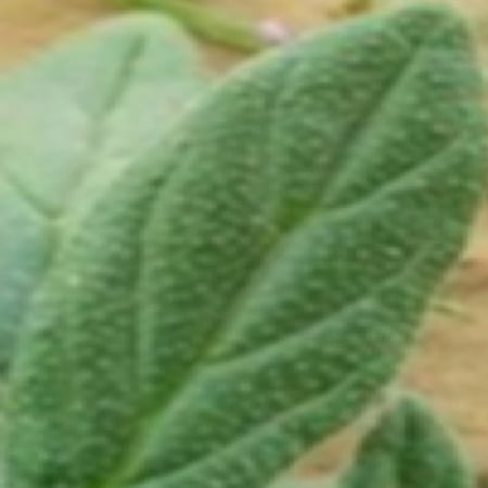 بذور الإرقة-متجر بذور الزراعي