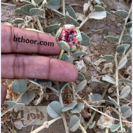 بذور الشفلح