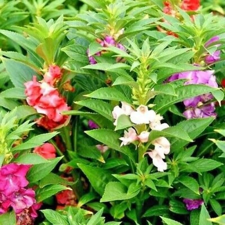 بذور زهرة بلسمينا هجين ( Impatiens balsamina )