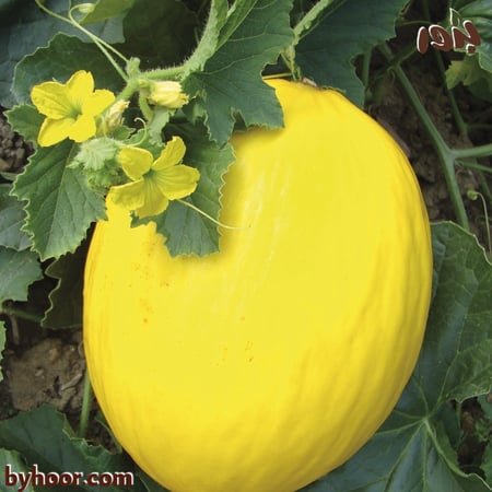 بذور شمام كناري أصفر ( Cucumis melo )