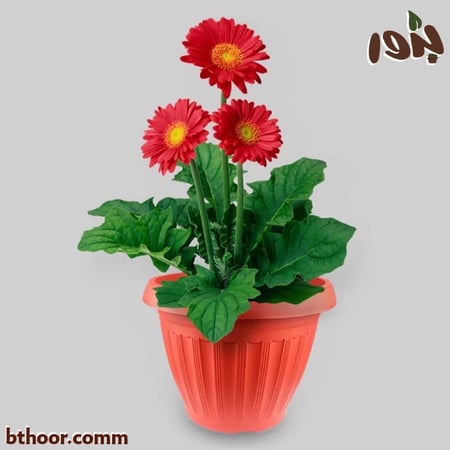 مركن زراعي للزهور-متجر بذور الزراعي