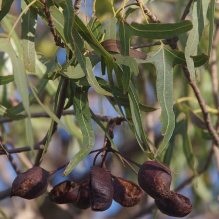 ثمرة استركوليا رجل البطة