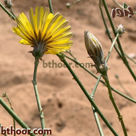 بداية تزهير العضيد