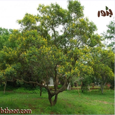 صورة شجرة البونسيانا الصفراء