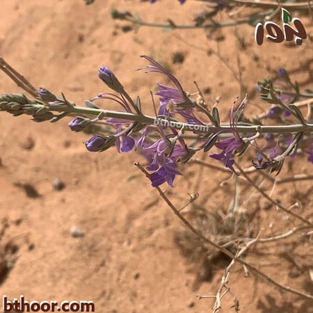 زهور العهينة