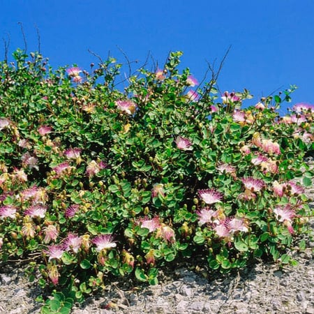 شجرة الشفلح