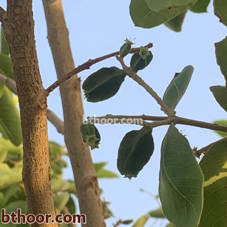 بذور ترمناليا ارجوان-متجر بذور الزراعي