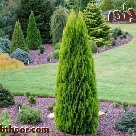 بذور التويا-متجر بذور الزراعي