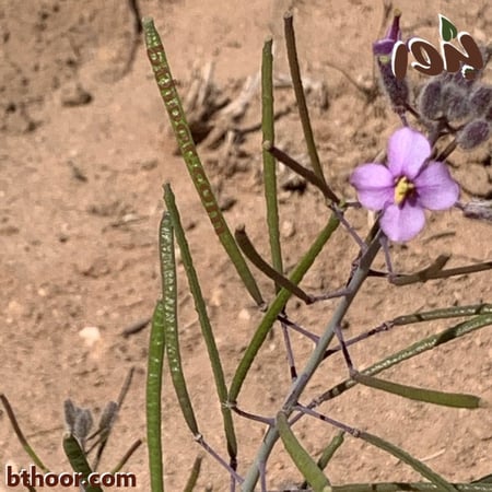 قرون بذور اليهق-متجر بذور الزراعي