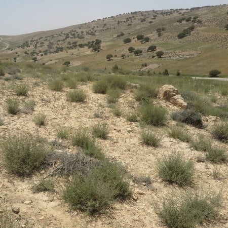بذور عشبة الشيح - Artemisia Sieberi
