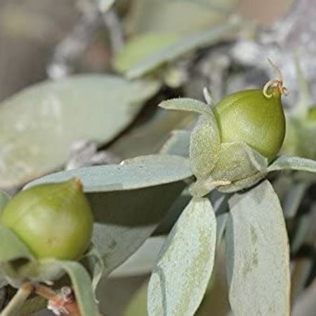 بذور ‫الجوجوبا‬ ( Simmondsia chinensis )