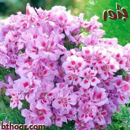 جوديتيا-متجر بذور الزراعي