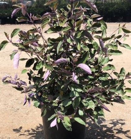 بذور شجيرة ‫الوايتكس الخضراء