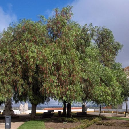 شجرة الفلفل رفيع الاوراق