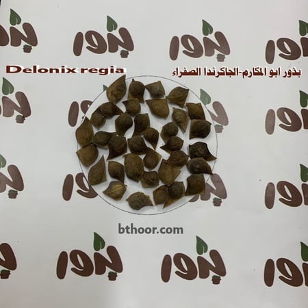 صورة بذور الجاكرندا الصفراء- ابو المكارم