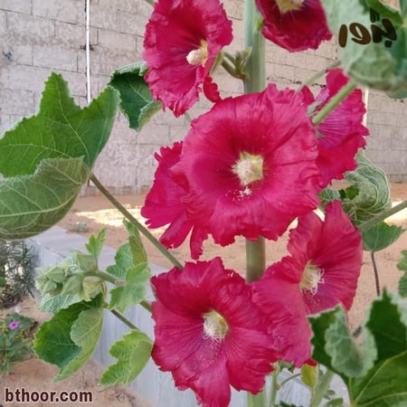 بذور الخطمية