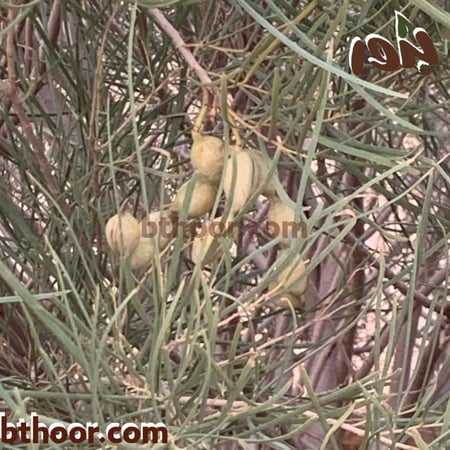 بذور سنط قنديلي جملة-متجر بذور الزراعي