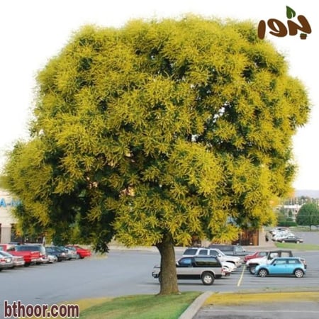 شجرة كليروتاريا