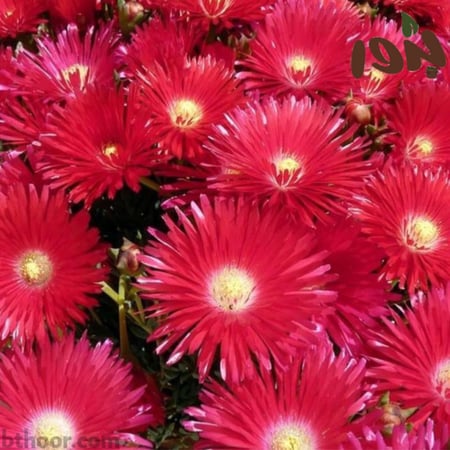 زهرة السجاد