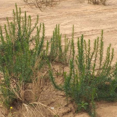 صورة عشبة العاذر