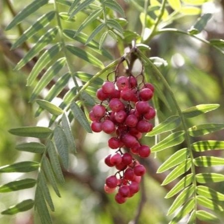 ثمار شجرة الفلفل البيروفي