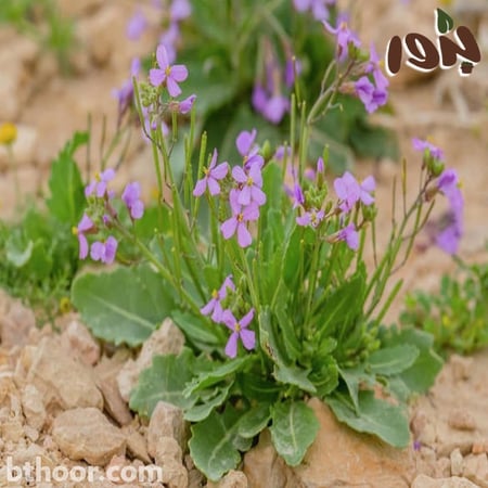 بذور اليهق ( الجرجير البري) - Diplotaxis acris