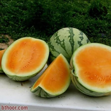 بطيخ برتقالي هجين