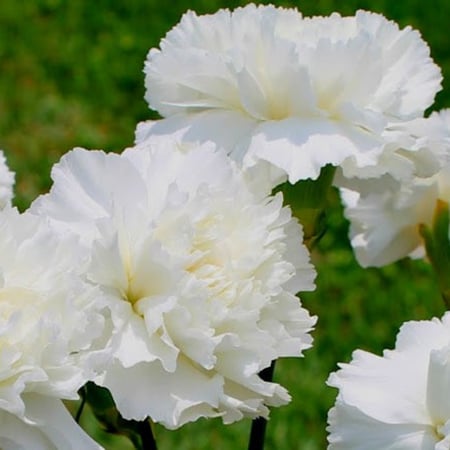 ‫بذور القرنفل الأبيض ( Dianthus caryophyllus )