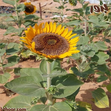 صورة زهرة دوار الشمس قزمي