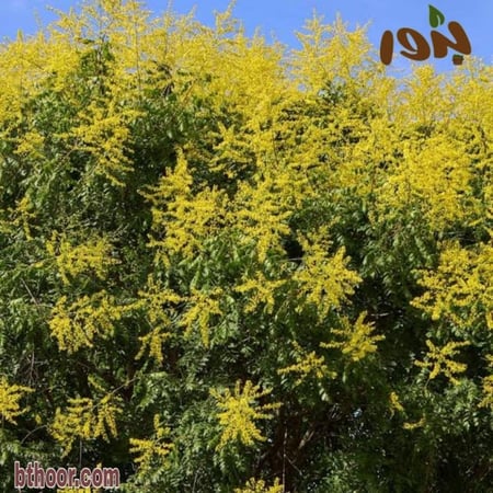 شجرة المطر كليروتاريا