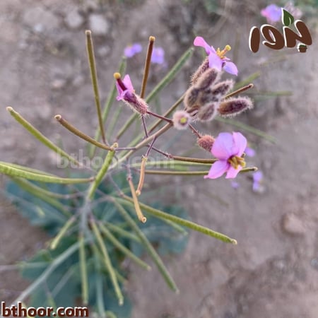 زهور اليهق-متجر بذور الزراعي