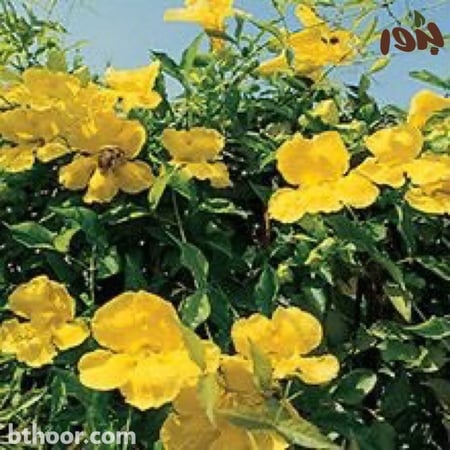 صورة زهور مخلب القط