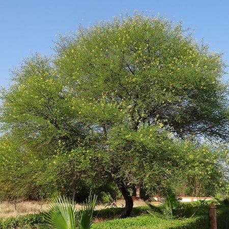 بذور القرض Acacia arabica - Acacia nilotica