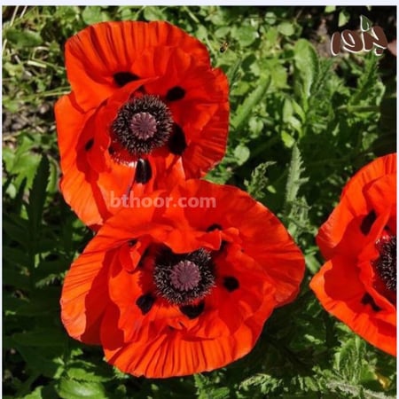 صورة ديدحان برتقالي محمر معمر