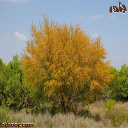 صورة شجرة طلح الفتنة