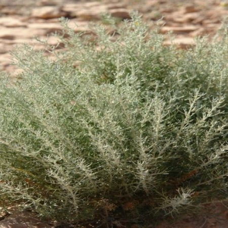 بذور عشبة الشيح - Artemisia Sieberi
