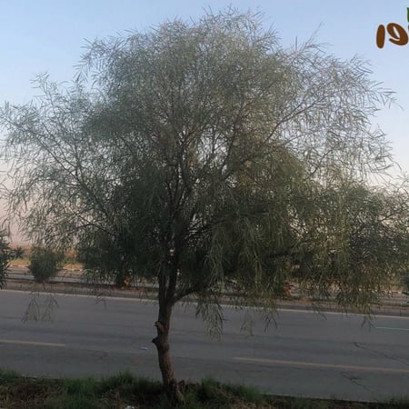 طلح ملحي