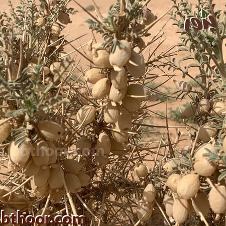 بذور عشبة القتاد-متجر بذور الزراعي